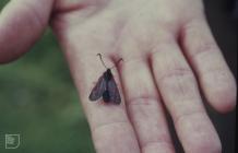 Whiteford Burrows: Invertebrate & Lepidoptera