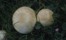 Flat Holm: Fungi