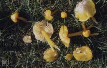 Glyncornel, Tonypandy: Fungi