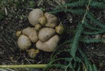 Maentwrog: Fungi