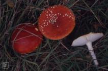 Glamorganshire Canal, Forest Farm, Cardiff: Fungi