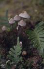 Craig-y-Ddinas: Fungi