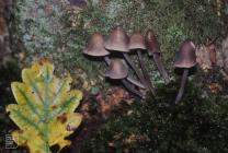 Blackmill: Fungi