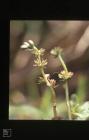 Pysgodlyn Mawr, Hensol Forest: Plant/tree