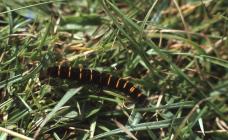 Castle Down, Ewenny: Invertebrate & Moth
