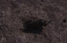 Cwmbach: Invertebrate & Horsefly