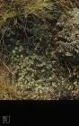 Blaencwm: Lichen & Cladonia macilenta