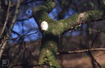 Coed-y-Bedw: Fungi & Moss