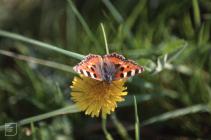 Dyffryn, Vale of Glamorgan: Invertebrate &...