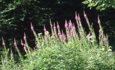 Tongwynlais: Plant/tree & Eupatorium...