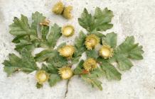 Pontsticill Reservoir, Merthyr Tydfil: Plant/tree