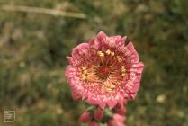 Mynydd Llangorse, Brecon: Plant/tree