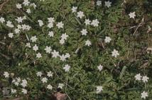 Wallas Wood, St Bride's Major: Plant/tree