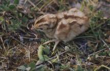 Rhoose: Bird & Invertebrate