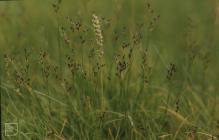 Pennard, Gower: Plant/tree