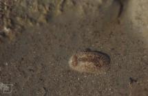 Fontygarry: Invertebrate & Sea slug