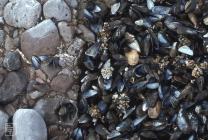 Sker Point, Porthcawl: Invertebrate & Mollusca