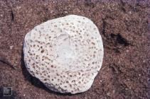 Oxwich, Gower : Geology & Porifera