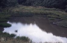 Shoni's pond, Pontypridd: Landscape