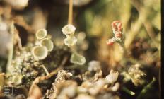 Gelli Draws, Pontypridd: Fungi