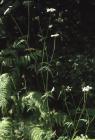 Dinas Powys, Vale of Glamorgan: Plant/tree