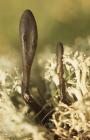 Gelli Draws, Pontypridd: Fungi & Cladonia...