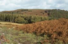 Twyn y Glog, Pontypridd: Landscape