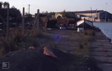 East Bute Dock, Cardiff: Plant/tree & Industry