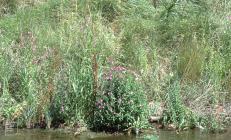 River Ely, Cardiff: Plant/tree & Water