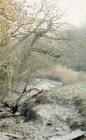 River Ely, Cardiff: Landscape & Plant/tree