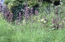 Ferry Road, Cardiff: Plant/tree & Equisetum...