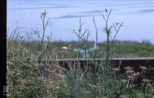 Ferry Road, Cardiff: Bird & Foeniculum vulgare