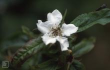 Dunraven, Southerndown: Plant/tree