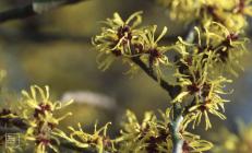 Thompsons Park, Cardiff: Plant/tree