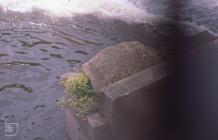 Radyr Weir, Cardiff: Plant/tree