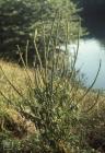 Llandaff North, Cardiff: Plant/tree