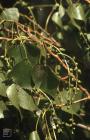 Candleston Dunes: Plant/tree