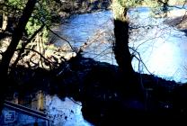 River Taff, Morganstown: Landscape & Mammal