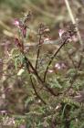 Crymlyn Burrows, Swansea: Plant/tree