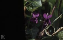 Caswell, Gower: Plant/tree & Wood violet