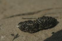 Llangennith, Gower: Invertebrate & Owl pellet
