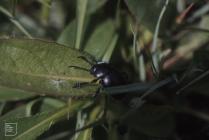 Bryn-y-Garn, Pencoed: Invertebrate & beetle