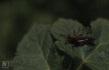 Candleston Burrows: Invertebrate & Diptera