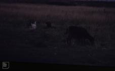 Flat Holm: Mammal & Bird