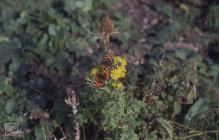 Flat Holm: Invertebrate & Plant/tree