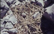 Flat Holm: Bird & Geology