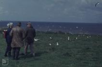 Flat Holm : People & Bird