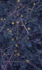 Flat Holm: Plant/tree & Celandine