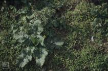 Flat Holm: Plant/tree & Biting stonecrop