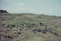 Flat Holm: Landscape & Bracken